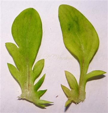  Stipules